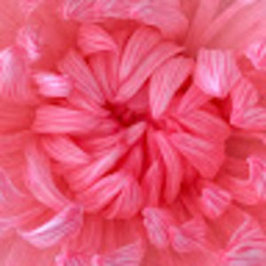 Meet your Posher, Paula